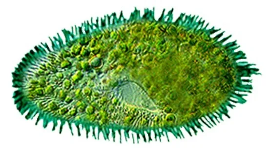 Paramecium – Actuel – Eucaryota – Océan (évocation de l’ancêtre des animaux et des plantes)