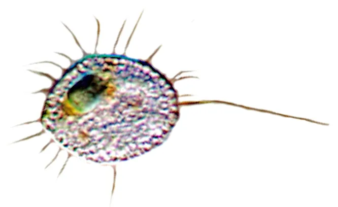 Cristidiscoidea – Actuel – Opisthokonta - Océan