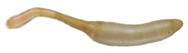 Sipunculus – Actuel – Protostomia Sipuncula – Océan